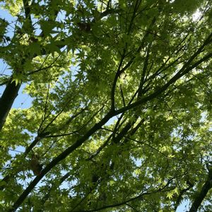 モミジ,iPhone撮影,もみじ新緑,小さな庭の画像