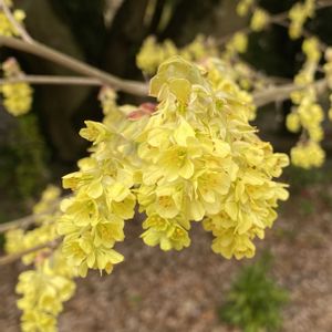 トサミズキ,黄色の花,自然大好き,今日も笑顔で♡,大阪公立大学附属植物園の画像