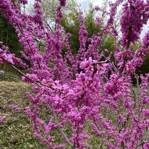 ハナズオウ,自然大好き,今日も笑顔で♡,大阪公立大学附属植物園,人に優しくの画像