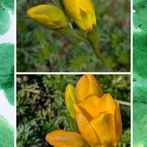 アマドコロ,アマドコロ,シャクヤク,シャクヤク,フリージアの画像