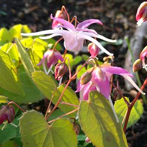 イカリソウ,イカリソウ,ニリンソウ,ニリンソウ,今日のお花の画像