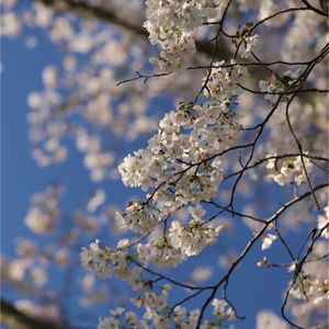 イカリソウ,イカリソウ,サクラ,サクラ,スミレの画像