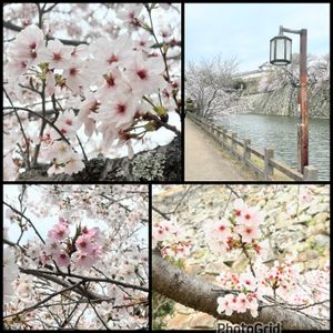 さくら サクラ 桜,白鷺城（しらさぎじょう）,お花見,サクラサク,springの画像