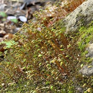 コメバキヌゴケ,お出かけ先の画像