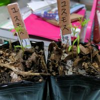 コスモス,実生苗の画像