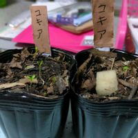 コキア,実生苗の画像