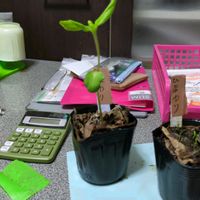 ヒマワリ,実生苗の画像