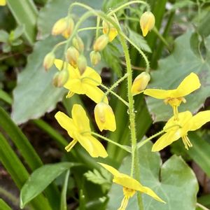 イカリソウ,キバナイカリソウ,山野草,今日のお花,お出かけ先の画像
