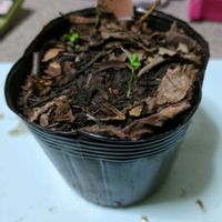 アスター,実生苗の画像