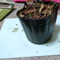 スターチス,実生苗の画像