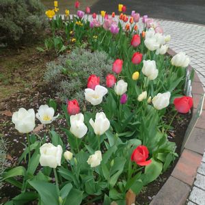 チューリップ,チューリップ,花壇の花,素敵な日曜日を✨,ビューティフル サンデーの画像
