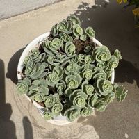 ミセバヤの画像