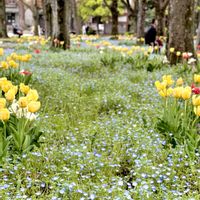 ケヤキ,チューリップ,ネモフィラ,ユリ,癒しの画像