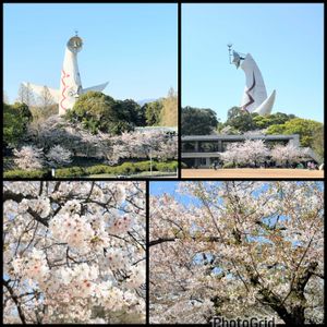 キクモモ,さくら サクラ 桜,お花見,サクラサク,springの画像
