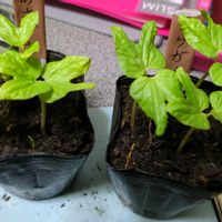 アサガオ,実生苗の画像