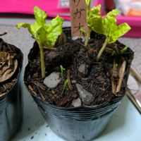 アサガオ,実生苗の画像