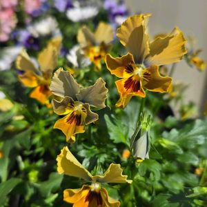 ビオラモンキージョージ,花のある暮らし,石川園芸,花友さんに感謝♡,ビオラ・パンジー祭り♪の画像