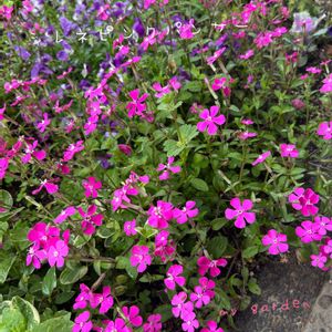 シレネピンクパンサー,地植え,花壇,ガーデニング,玄関アプローチの画像