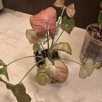 シンゴニウム,シンゴニウム ネオン,成長記録,キッチンの画像