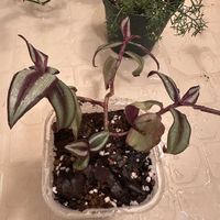 トラディスカンティア・ゼブリナ,トラディスカンティア,成長記録,水やり,キッチンの画像