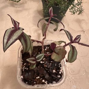 トラディスカンティア・ゼブリナ,トラディスカンティア,成長記録,水やり,キッチンの画像