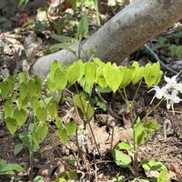 イカリソウ,ニリンソウ,ヒトリシズカ,雪割草,今日のお花の画像