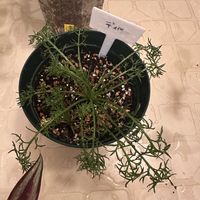 カモミール,成長記録,水やり,キッチン,家庭菜園の画像