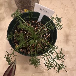 カモミール,成長記録,水やり,キッチン,家庭菜園の画像