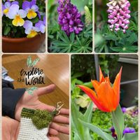 チューリップ,ルピナス,ビオラの画像