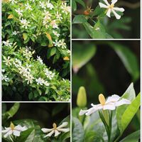 クチナシ,散歩道,自生植物,白い花マニアの画像