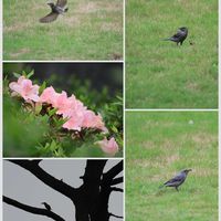 芝生,松の木,ヒラドツツジ,ヒヨドリ♡,アカショウビン♪の画像