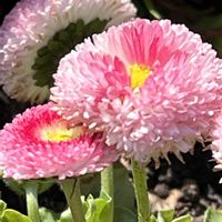 デージー,ピンク,今日も元気で,ピンク❤︎ピンク,今日も笑顔で♡の画像