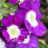 バーベナ,紫の花,今日も元気で,今日も笑顔で♡,花を通じて愛と平和をの画像