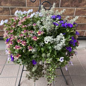 ガーデニング,花のある暮らし,ハンギングバスケットの画像