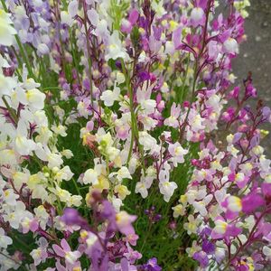 ジャーマンアイリス,ジャーマンアイリス,リナリア,リナリア,リナリアの画像