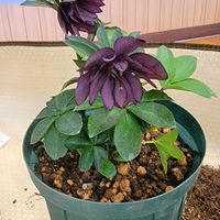 クリスマスローズ,ワークショップ ,GSのみなさんに感謝♡,素敵な出会いに感謝,横山直樹氏の画像