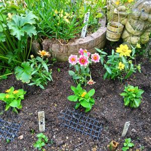 ジニア（百日草）,地植え,花のある暮らし,小さい花壇,狭い花壇の画像