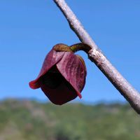 ポポー,ポポーの花の画像