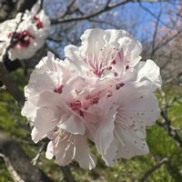 アンズ,お散歩の画像