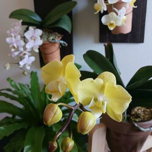 ファレノプシス,胡蝶蘭,胡蝶蘭,ミニ胡蝶蘭,オオタニワタリの画像