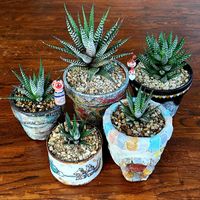 ハオルチア,十二の爪,十二の爪,十二の巻,銀翁玉の画像