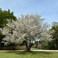 菜の花,さくら サクラ 桜,さくら サクラ 桜,お散歩,わんこと一緒の画像