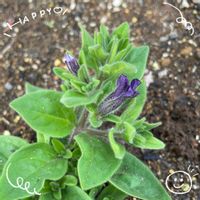 チューリップ,サフィニア,イチジク,ブロッコリー,コバノミツバツツジ。の画像