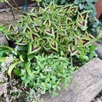 コリウスの画像