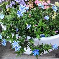 ネジバナ,ビオラ,ミニバラ・グリーンアイス,ミヤマホタルカズラ,ベビーサンローズ(斑入り)の画像