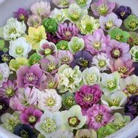 アイ,クリスマスローズ,クリスマスローズ プリマドレス,セミダブル (アネモネ咲き),プロッチ(斑点)の画像