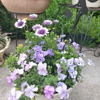 ビオラ　フローラルパワーマリーナ,オステオスペルマム・スミレシオン,ソルベXPラベンダーピンク,寄せ植え,挿し木の画像