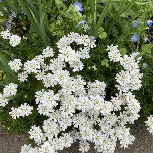 宿根草,宿根イベリス,地植え,白い花,玄関アプローチの画像