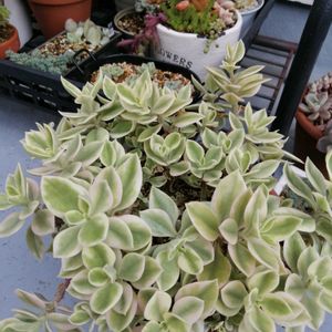 ベビーサンローズ,ガーデニング,多肉棚,ウッドデッキ,多肉植物とサボテンの画像