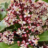 スキミア,花のある暮らし,GSに感謝。,幸福,癒しの花の画像